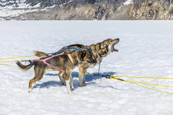 Alaska 'da yaz mevsiminde Skagway, Alaska yakınlarındaki Denver buzulunda koşmak için heyecanlı bir çift Alaska köpeği.