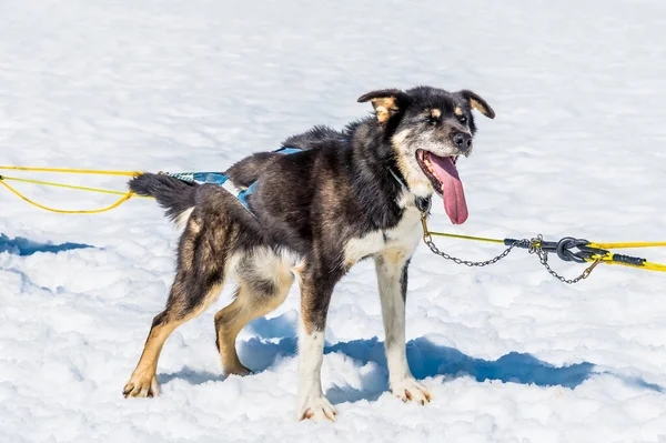 Alaska 'da yaz mevsiminde Skagway, Alaska yakınlarındaki Denver buzulunda bir koşu bekleyen bir Alaska Husky' si.