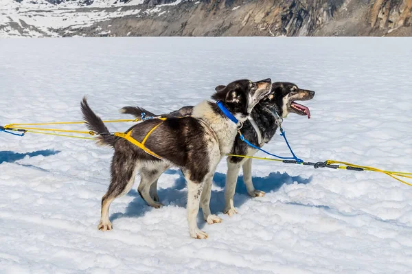 Alaska 'da yaz mevsiminde Skagway, Alaska yakınlarındaki Denver buzulunda koşuya çıkmaya hazır bir çift Alaska köpeği.