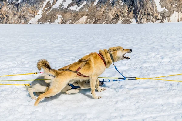 Alaska 'da yaz mevsiminde Skagway, Alaska yakınlarındaki Denver buzulunda koşuya çıkmaya çalışan bir Alaska Husky' si.