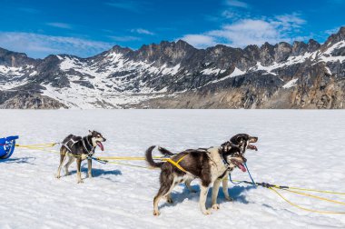 Alaska Huskies 'den bir ekip yazın Skagway, Alaska yakınlarındaki Denver buzulunda koşuya çıkıyor.