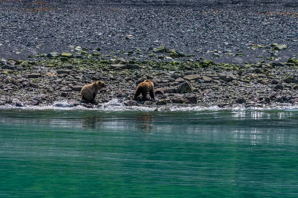 View Bears Shore Disenchartment Bay Close Hubbard Glacier Alaska Summertime — Fotografia de Stock