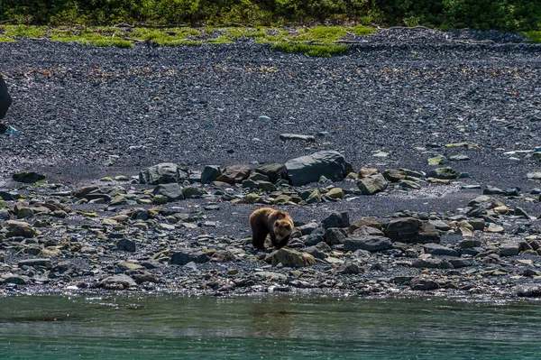 View Bear Shore Disenchartment Bay Close Hubbard Glacier Alaska Summertime — Foto de Stock