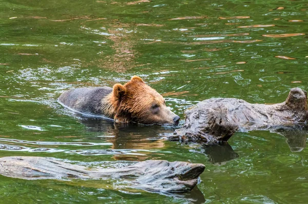 View Alaskan Brown Bear Examining Log Waters Disenchartment Bay Close — Fotografia de Stock