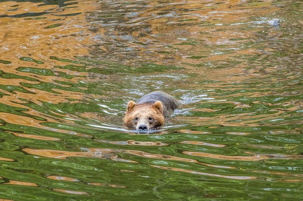 View Alaskan Brown Bear Swimming Closer Waters Disenchartment Bay Close — Stockfoto