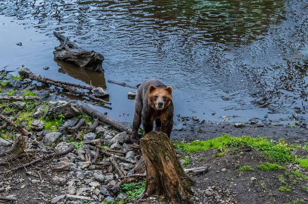 View Alaskan Brown Bear Coming Ashore Disenchartment Bay Close Hubbard — Foto Stock