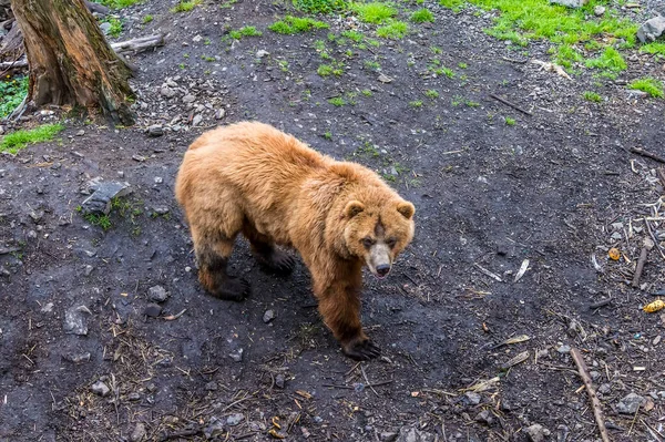 View Alaskan Brown Bear Patrolling Shore Disenchartment Bay Close Hubbard — Foto Stock