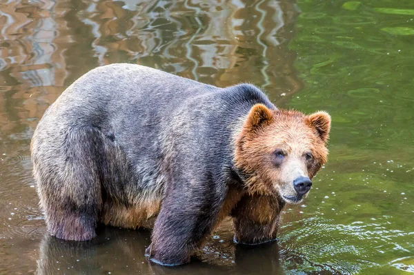 Close View Alaskan Brown Bear Cooling Disenchartment Bay Close Hubbard — 图库照片