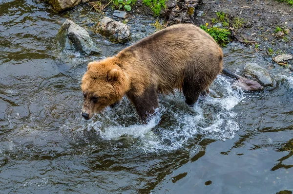 Close View Alaskan Brown Bear Having Fun Disenchartment Bay Close — Foto Stock