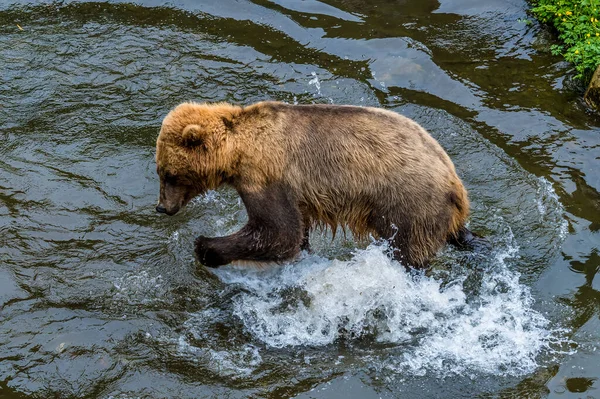 Close View Alaskan Brown Bear Splashing Disenchartment Bay Close Hubbard — Foto Stock