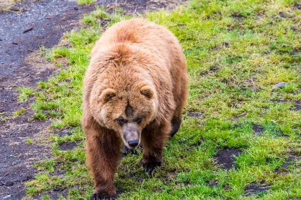 Close View Alaskan Brown Bear Patrolling Shore Disenchartment Bay Close — Stock Fotó
