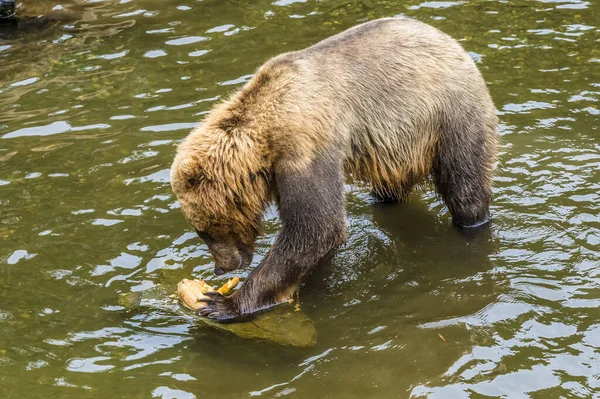 View Alaskan Brown Bear Looking Food Disenchartment Bay Close Hubbard —  Fotos de Stock