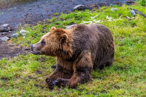 View Alaskan Brown Bear Resting Shore Disenchartment Bay Close Hubbard — Foto Stock