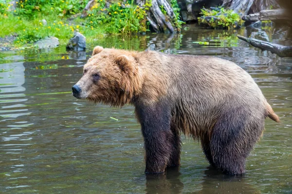 Alaskan Brown Bear Paddling Shore Disenchartment Bay Close Hubbard Glacier — Stockfoto