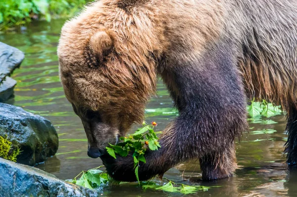 Alaskan Brown Bear Eating Vegetation Shore Disenchartment Bay Close Hubbard — Fotografia de Stock