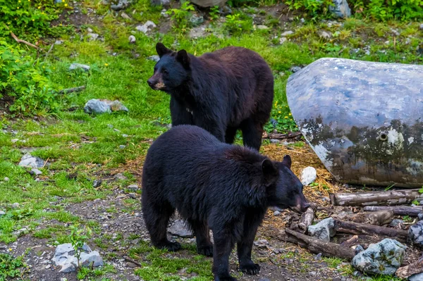 View Pair Black Bear Outskirts Sitka Alaska Summertime — Stock fotografie