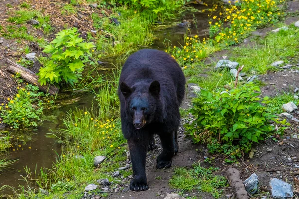View Black Bear Prowling Outskirts Sitka Alaska Summertime — Foto Stock