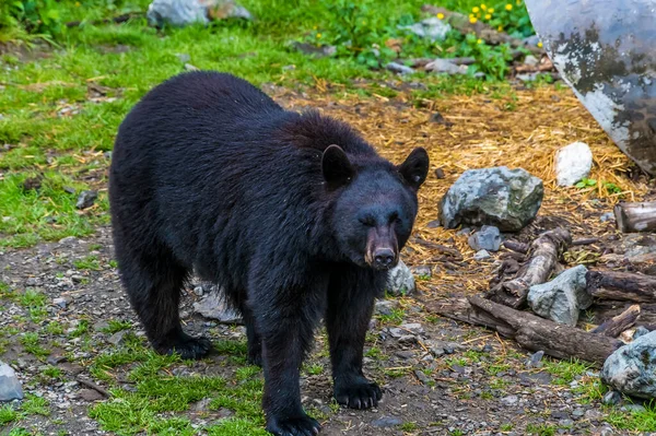 Close View Black Bear Outskirts Sitka Alaska Summertime — 스톡 사진