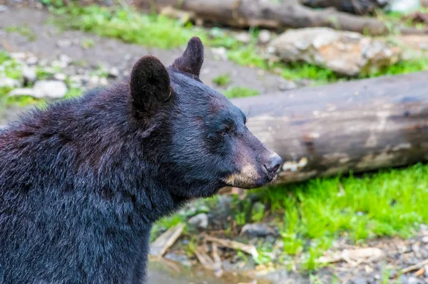 Close Black Bear Outskirts Sitka Alaska Summertime — Φωτογραφία Αρχείου