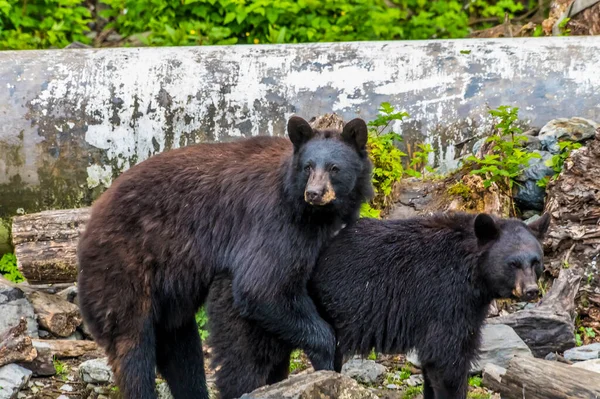 View Pair Black Bears Getting Friendly Outskirts Sitka Alaska Summertime — 图库照片