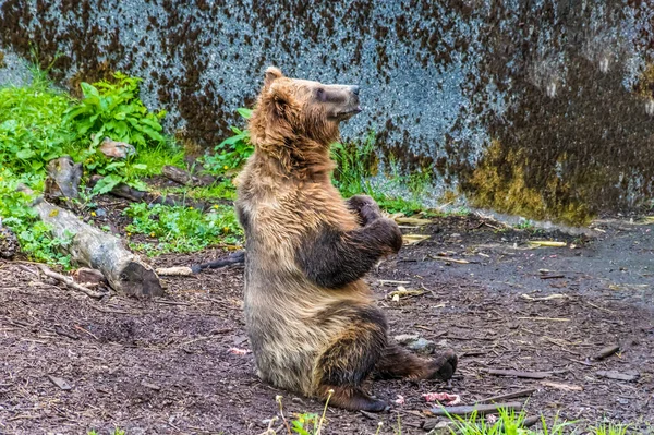 View Brown Bear Sitting Outskirts Sitka Alaska Summertime — Φωτογραφία Αρχείου