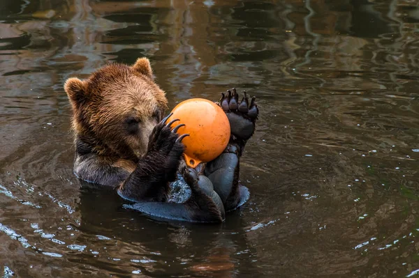 View Brown Bear Playing Buoy Outskirts Sitka Alaska Summertime — Stock Photo, Image