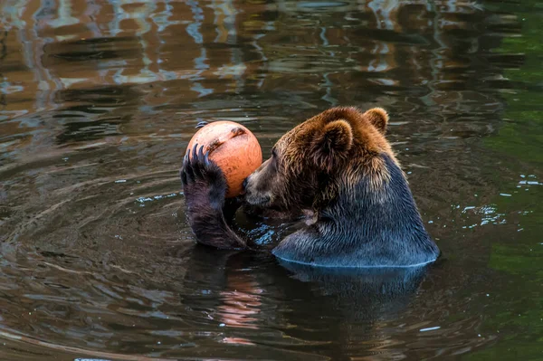 View Brown Bear Holding Buoy Outskirts Sitka Alaska Summertime — Photo