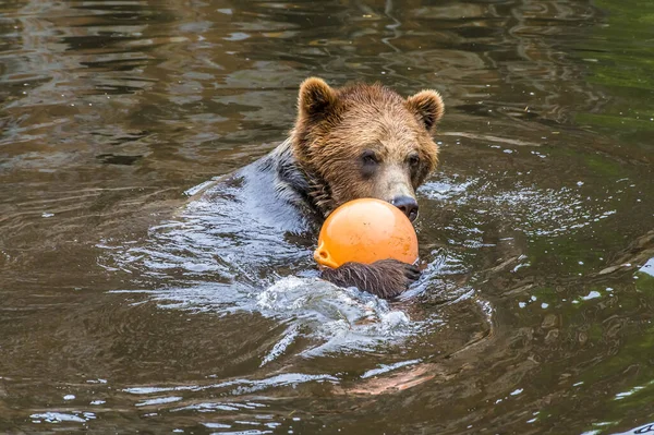 View Brown Bear Swimming Buoy Outskirts Sitka Alaska Summertime — Stock Photo, Image
