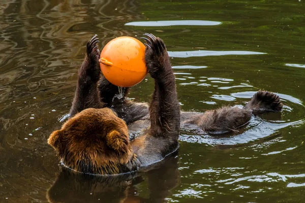 A view of a Brown bear laid back playing with a  buoy on the outskirts of Sitka, Alaska in summertime