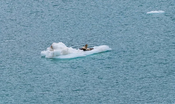 View Margerie Glacier Stellar Sea Lions Ice Flow Glacier Bay — Stock Photo, Image