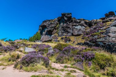 A view across the heather lined path up to the summit of the Roaches, Staffordshire, UK in summertime