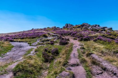 A view of the heather covered summit of the Roaches escarpment, Staffordshire, UK in summertime