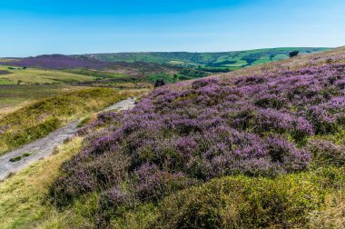 A view of the heather beside the path at the summit of the Roaches escarpment, Staffordshire, UK in summertime