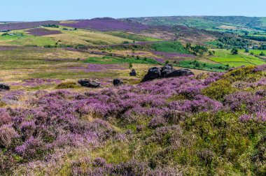 A view of the patchwork meadows leading down from the summit of the Roaches escarpment, Staffordshire, UK in summertime