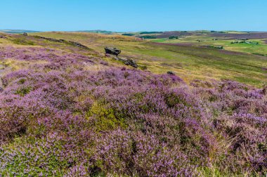 A view of heather on the dip slope from the summit of the Roaches escarpment, Staffordshire, UK in summertime