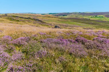 A view east across heather from the summit of the Roaches escarpment, Staffordshire, UK in summertime