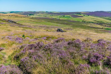 A view of heather strewn fields from the summit of the Roaches escarpment, Staffordshire, UK in summertime