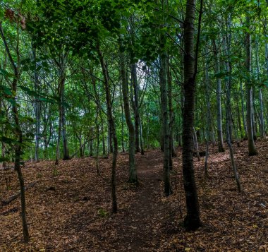 Harlestone, Northampton, İngiltere 'de yaz mevsiminde orman manzarası