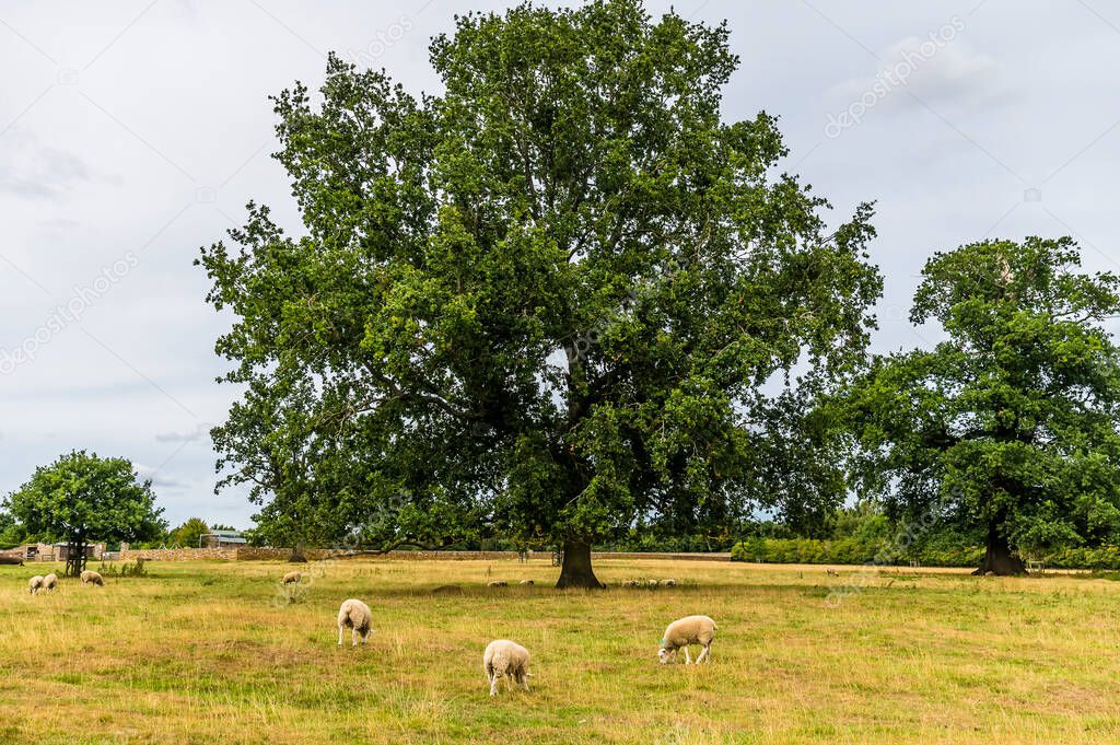 A view of sheep grazing close to Upper Harlestone, Northampton, UK in summertime