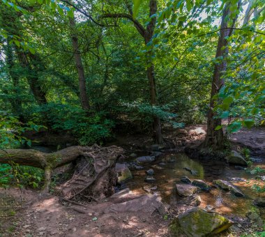 İngiltere 'nin Leicestershire kentindeki Grace Dieu Ormanı' nda yaz mevsiminde bir dere manzarası