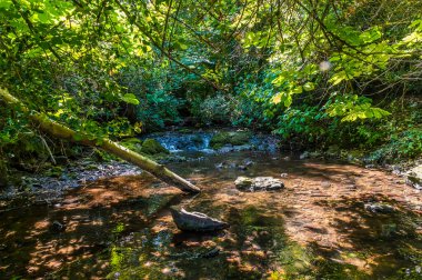 Yazın İngiltere, Leicestershire 'da Grace Dieu Ormanı' nda bir akarsu manzarası