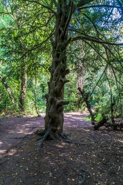 A view of a curiously shaped tree trunk in Grace Dieu Wood in Leicestershire, UK in summertime