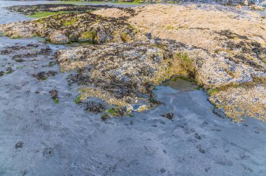 Newport, Pembrokeshire, Galler 'de yaz günlerinde dalgaların çekildiği sahildeki bir kaya havuzu manzarası
