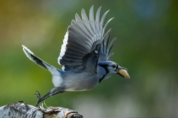 Schöner Kleiner Vogel Fliegt Vom Ast — Stockfoto