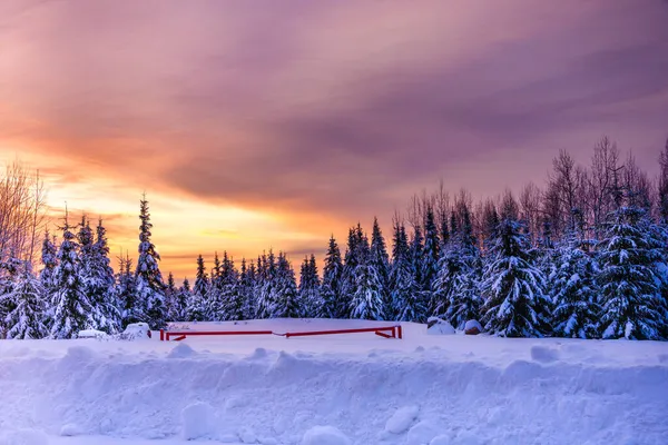 Bosque Invierno Con Árboles Cubiertos Nieve — Foto de Stock