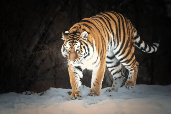Tigre Andando Por Neve Close — Fotografia de Stock
