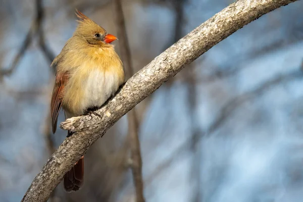 Schönes Rotkehlchen Natur Und Fauna Konzept — Stockfoto