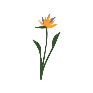 Cute hand-drawn bird of paradise tropical flower, blooming exotic island plant. Vector isolated illustration.