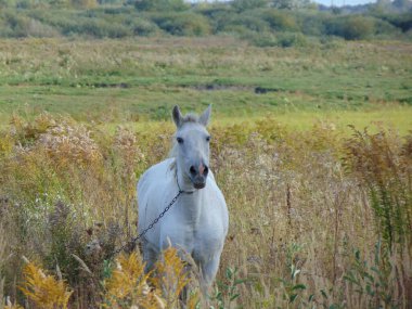 Şirin bir köpeğin portresi.