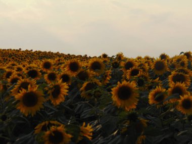 Yazın ayçiçeği tarlası